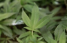 Government examining whether to approve cannabis-based drug