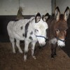 ISPCA rescues five donkeys in one week