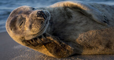 These are some of this year's best wildlife and nature photos from around the world