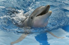 Dolphins deserve rights as 'persons', experts say