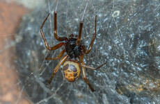 False widow spiders have invaded Ireland over the past 20 years, but what are the symptoms of a bite?