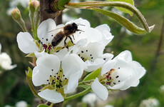 The Irish honeybee was thought to be extinct. But a scientist found them in 300 hives