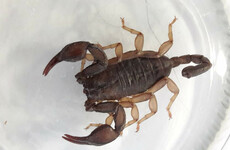 Scorpion appears on Baggot Street building site in Dublin today