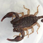 Scorpion appears on Baggot Street building site in Dublin today