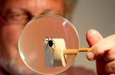 Poll: Are you afraid of spiders?