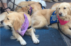 Here are some of the comfort dogs that are helping survivors of the Las Vegas mass shooting