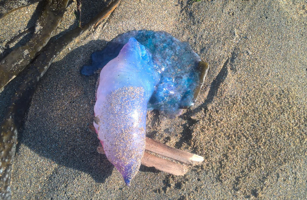 There's been an increase in jellyfish sightings on Irish beaches - here ...