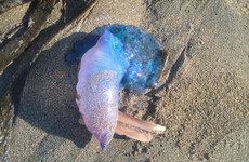 There's been an increase in jellyfish sightings on Irish beaches - here's what to do if you see one