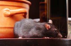 Half of closure orders issued last month were due to evidence of pest infestations