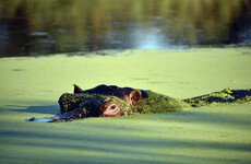 Anthrax is being blamed for the sudden deaths of over 100 hippos in Namibia