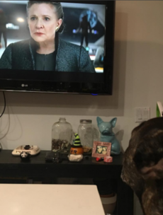 This Instagram of Carrie Fisher's dog watching her in the new Star Wars trailer is too much