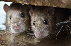 Here's what you need to do to avoid visits from unwanted rodents this winter