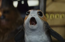 The adorable 'porgs' in the new Star Wars trailer are actually based on puffins found on Skellig Michael