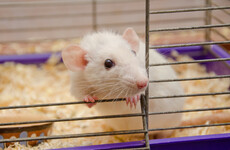 'Severe' experiments on live animals increased in Ireland last year