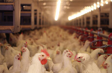 Poisonous poo: Polluted chicken muck is piling up in The Netherlands