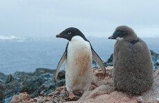 Mass starvation kills all but two penguin chicks in Antarctic colony
