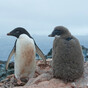 Mass starvation kills all but two penguin chicks in Antarctic colony