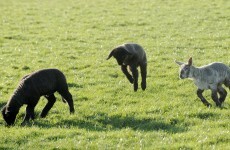 Irish agriculture had 8th-highest growth rate in the EU last year