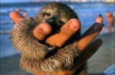 It's Friday, so here's a slideshow of sloths from around the world