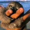 It's Friday, so here's a slideshow of sloths from around the world