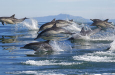 Whales and dolphins have tight-knit social groups and 'human-like' cultures and societies