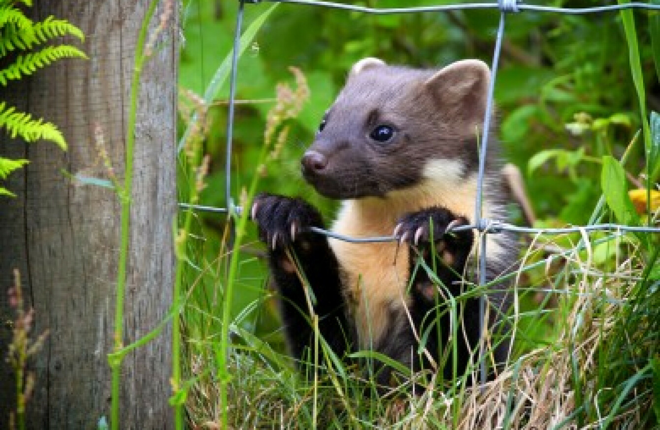 Westmeath councillor wants to take pine martens off the protected