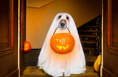 Poll: Do you plan on dressing up for Halloween?
