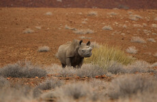Alleged poacher arrested after rhino he was targeting attacks and injures him