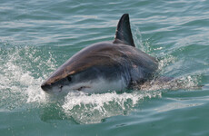 'It was going to eat her': Father saves daughter from shark attack