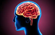 How finding out when neurons are born could unlock the key to understanding the brain