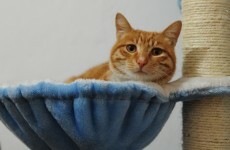 In pictures: China's very own hotel for cats