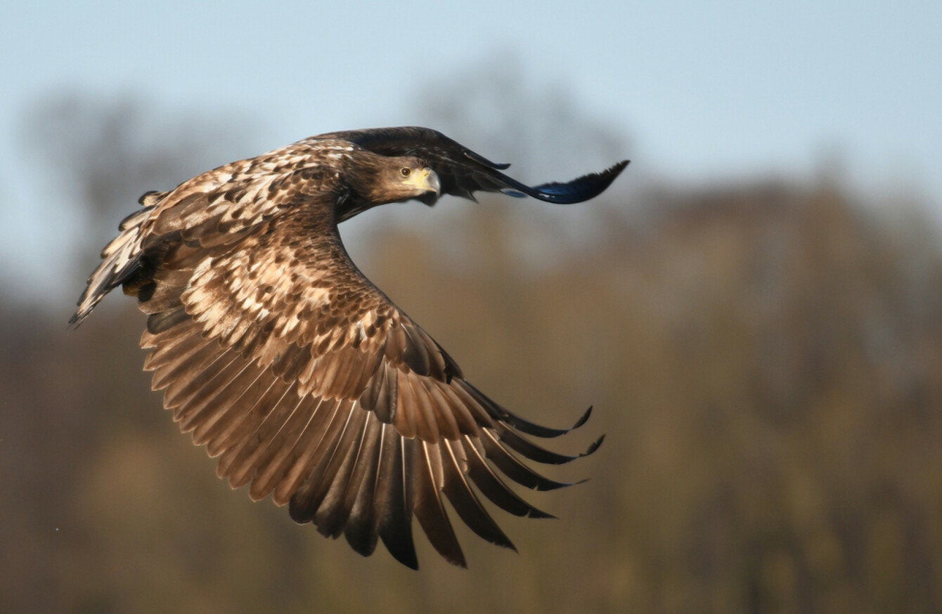 Ireland Makes Headlines In Norway When A White Tailed Eagle