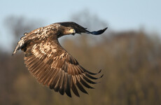 'Ireland makes headlines in Norway when a white-tailed eagle is killed here'