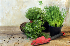 GIY: Grow your kitchen herbs indoors and have a constant winter supply