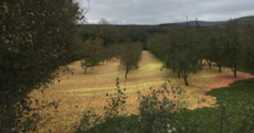 Storm Ophelia shook a blanket of apples out of a Tipperary cider orchard