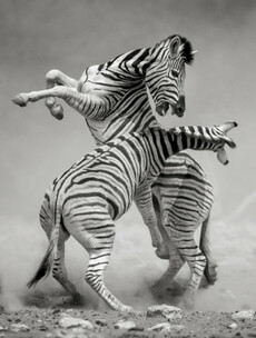 Check out these incredible images from Nat Geo's nature photography contest