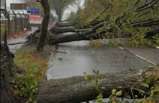 Locals to gather in Cork to remember 600 trees 'lost' in Storm Ophelia