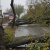 Locals to gather in Cork to remember 600 trees 'lost' in Storm Ophelia