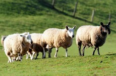 Farmers urge 'biosecurity' over fears UK livestock virus could reach Ireland