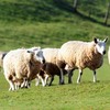 Farmers urge 'biosecurity' over fears UK livestock virus could reach Ireland