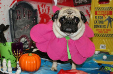 A Wicklow doggy daycare centre had a little Halloween party for their dogs and the photos are adorable