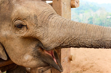 'Maternity leave' compensation system could help increase elephant population