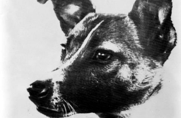 What Happened To Laika, The First Space Dog — A Sacrifice To