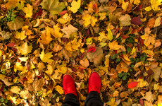Poll: How often do you take a long walk?