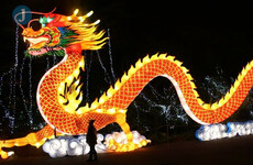 Meet Dublin Zoo's latest arrivals ... giant festive Chinese lanterns inspired by animals