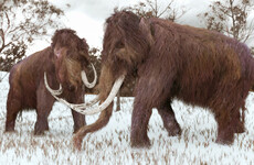 Scientists have solved the mystery of why so many mammoth fossils are male