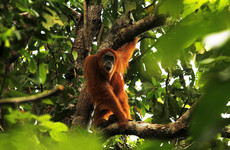 New species of orangutan discovered in Indonesia - but it's already endangered