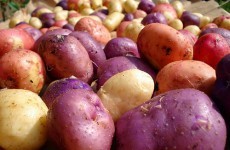 GM potato trials could be held in Carlow