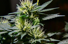 Man arrested after 80-plant cannabis growhouse found in Longford house