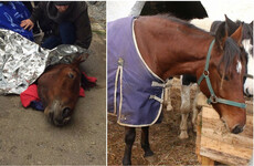 This horse was rescued from the Grand Canal before Storm Ophelia... See how Polly's doing now